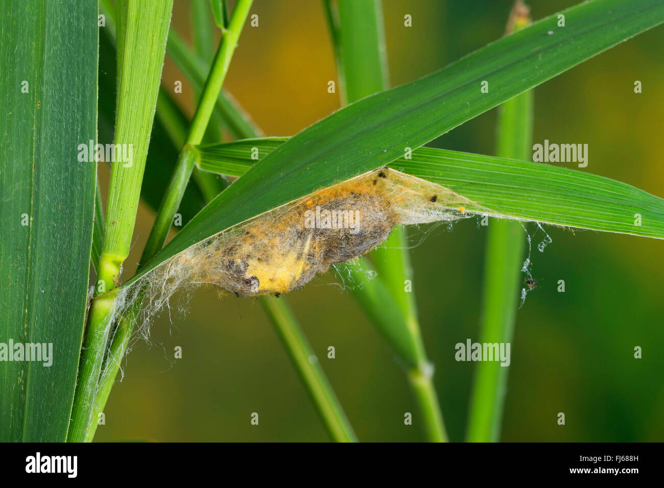 Il bevitore (Philudoria potatoria, Euthrix potatoria), pupa in un bozzolo in corrispondenza di una lama di erba, Germania Foto Stock
