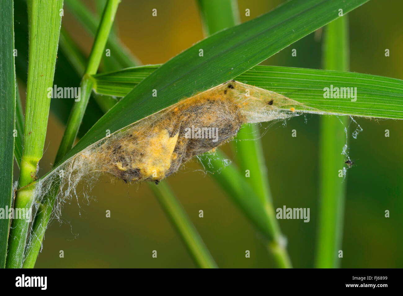 Il bevitore (Philudoria potatoria, Euthrix potatoria), pupa in un bozzolo in corrispondenza di una lama di erba, Germania Foto Stock