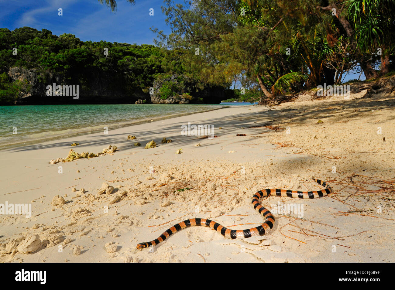 Nastrare giallo-mare a labbro krait, nastrati giallo-mare a labbro snake, nastrati mare snake (Laticauda colubrina), il serpente di mare sulla spiaggia di ╬le des Pins, Nuova Caledonia, Ile des Pins Foto Stock