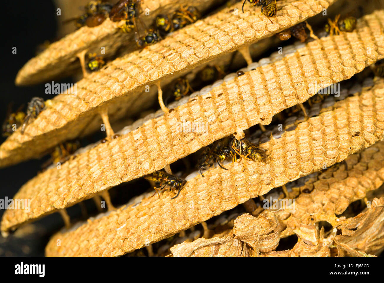 Wasp comune (Vespula vulgaris, Paravespula vulgaris), deat, morì di sete vespe in un nido di vespe, in Germania, in Renania settentrionale-Vestfalia Foto Stock