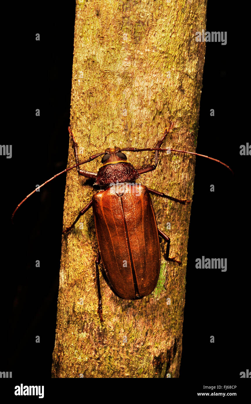 Longhorn coleotteri, long-cornuto coleotteri (Cerambycidae), in corrispondenza di un ramo, Nuova Caledonia, ╬le des Pins Foto Stock