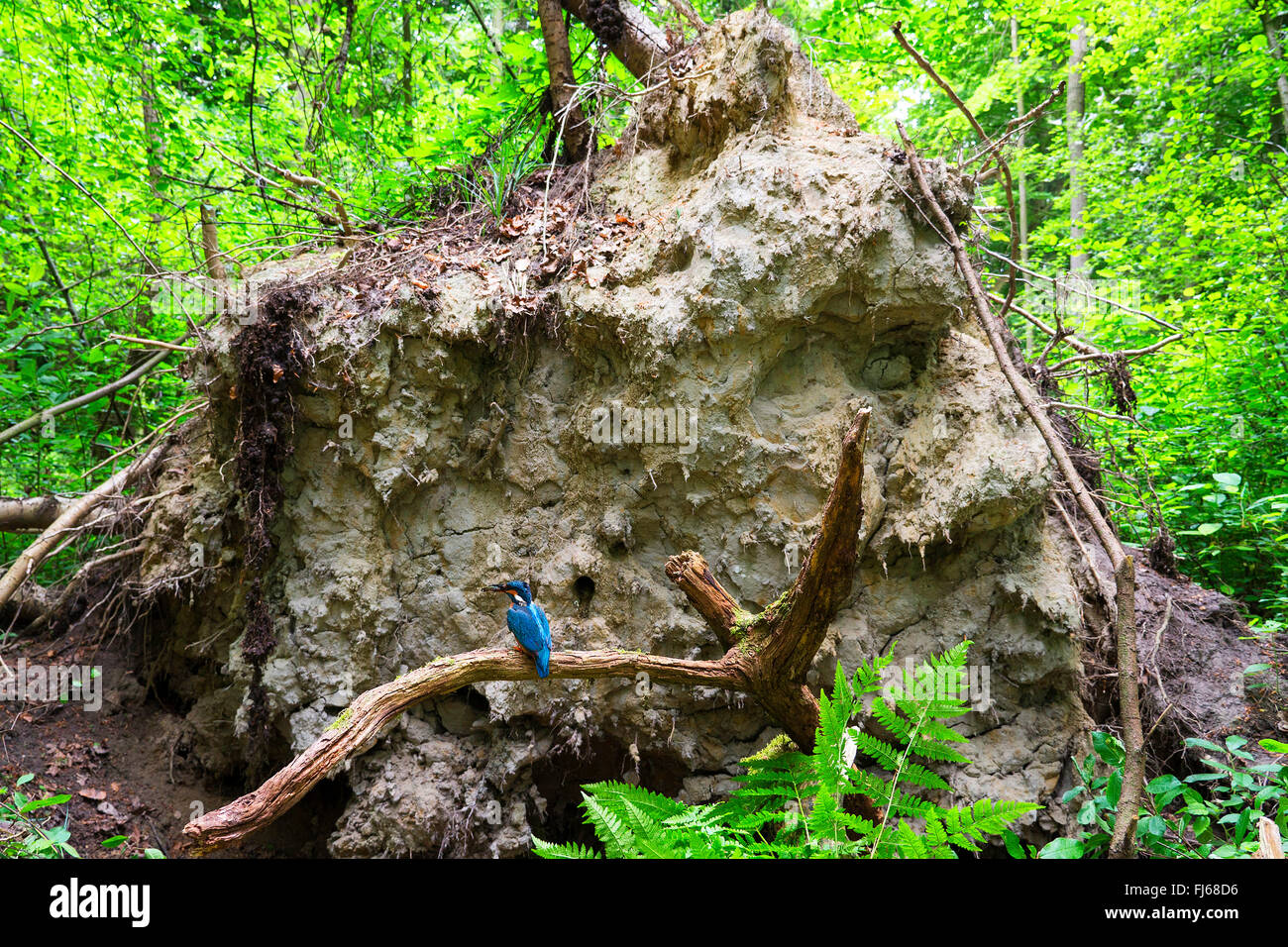 Fiume kingfisher (Alcedo atthis), davanti alla grotta di allevamento nelle radici di un albero caduto, in Germania, in Renania settentrionale-Vestfalia Foto Stock