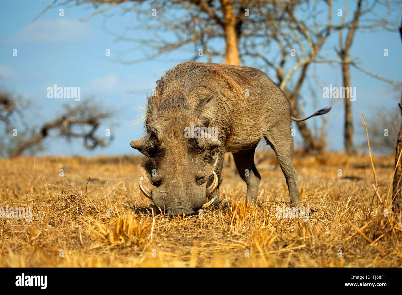 Warthog comune, savana warthog (Phacochoerus africanus), lo sniffing sul terreno, Sud Africa Foto Stock