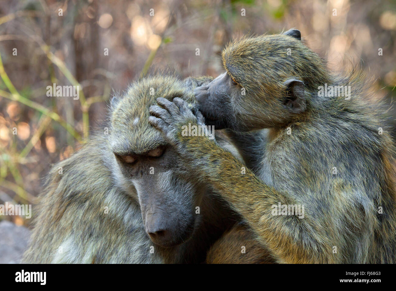 Chacma babbuino, anubius babbuino, oliva babbuino (Papio ursinus, Papio cynocephalus ursinus), due babbons delousing, Zambia Foto Stock