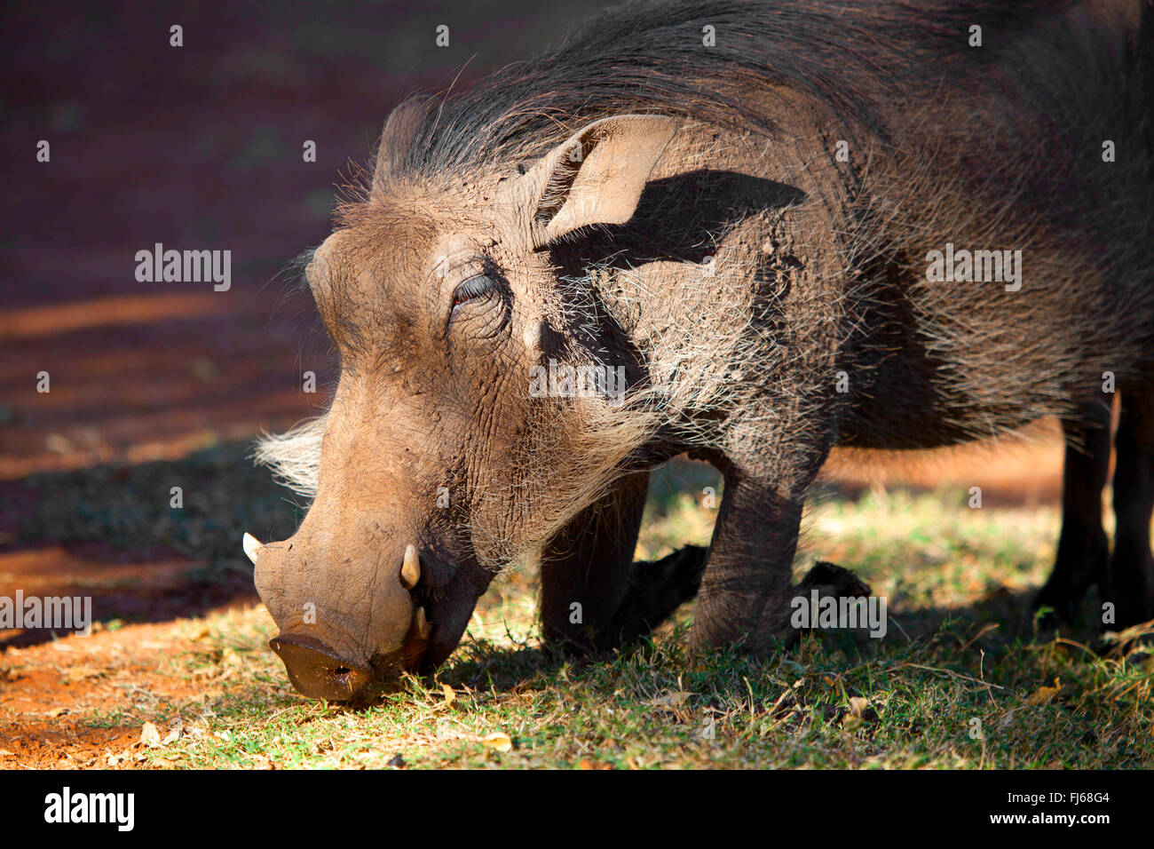 Warthog comune, savana warthog (Phacochoerus africanus), lo sniffing in corrispondenza del suolo, Sud Africa Foto Stock