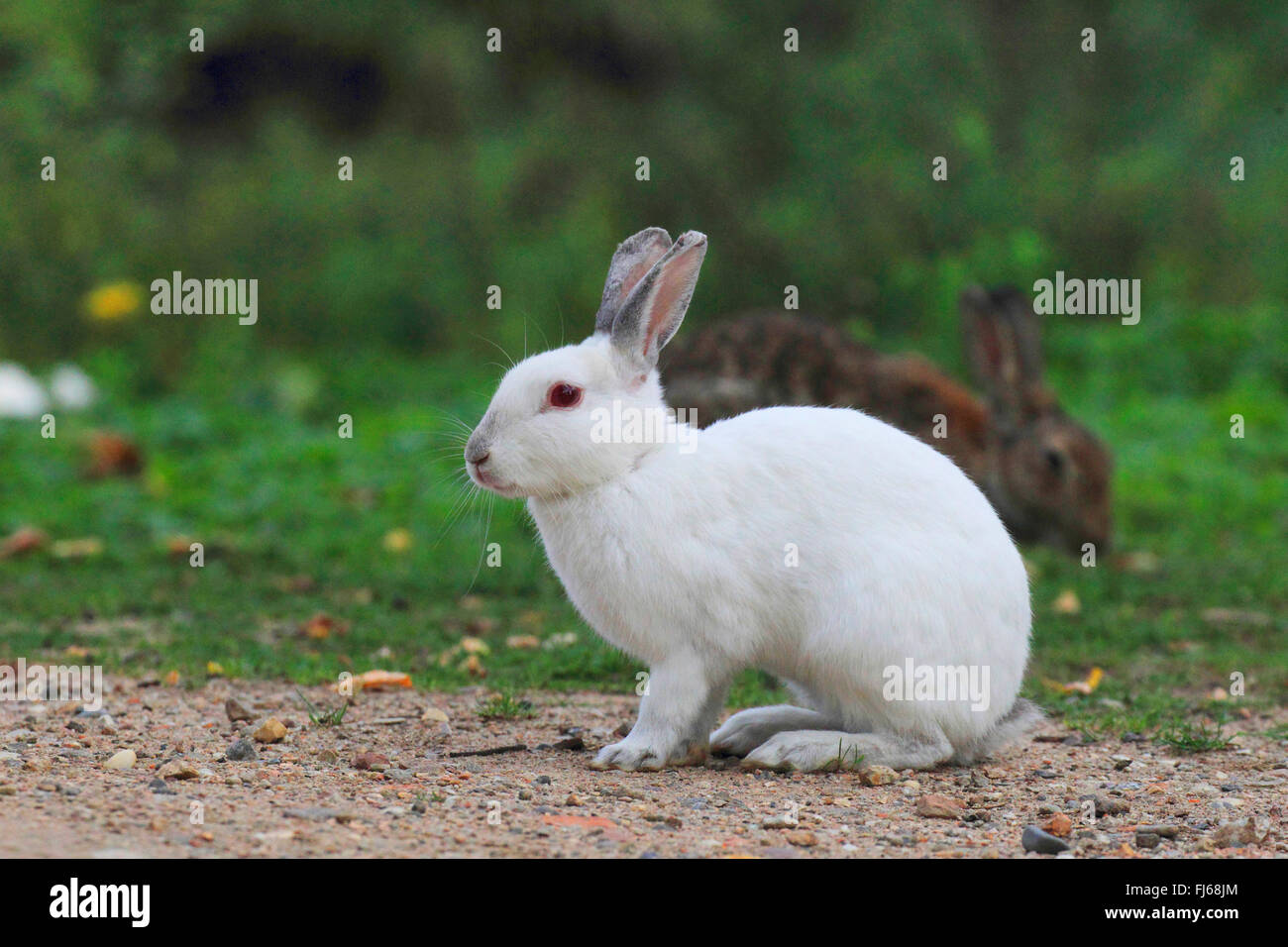 Coniglio europeo (oryctolagus cuniculus), Albino, Germania Foto Stock