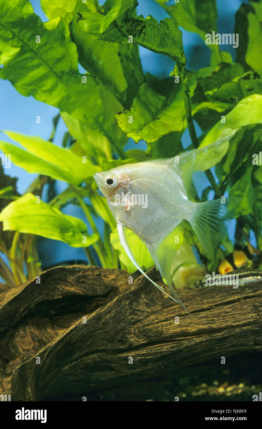 Freshwater angelfish, Longfin pesci angelo, nero angelfish, scalare (Pterophyllum scalare, Platax scalaris), razza Foto Stock