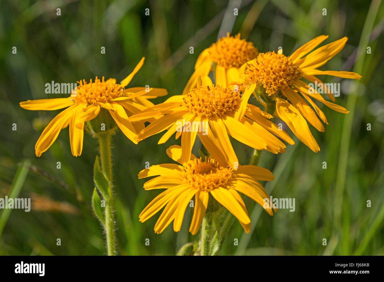 Europea (arnica Arnica montana), fioritura, Austria, Tirolo Foto Stock