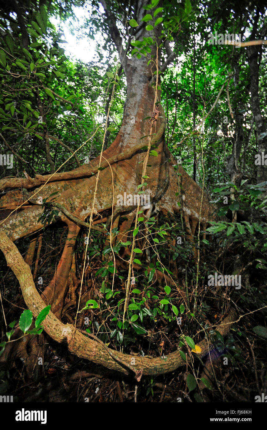 Radici di albero nella foresta pluviale, Nuova Caledonia, Ile des Pins Foto Stock