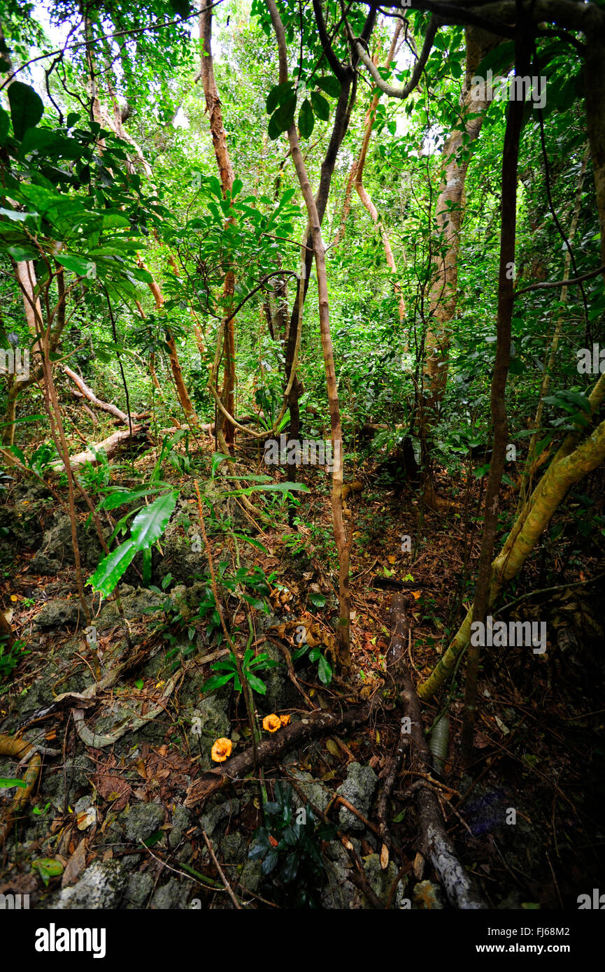 I funghi nella foresta pluviale tropicale, Nuova Caledonia, Ile des Pins Foto Stock