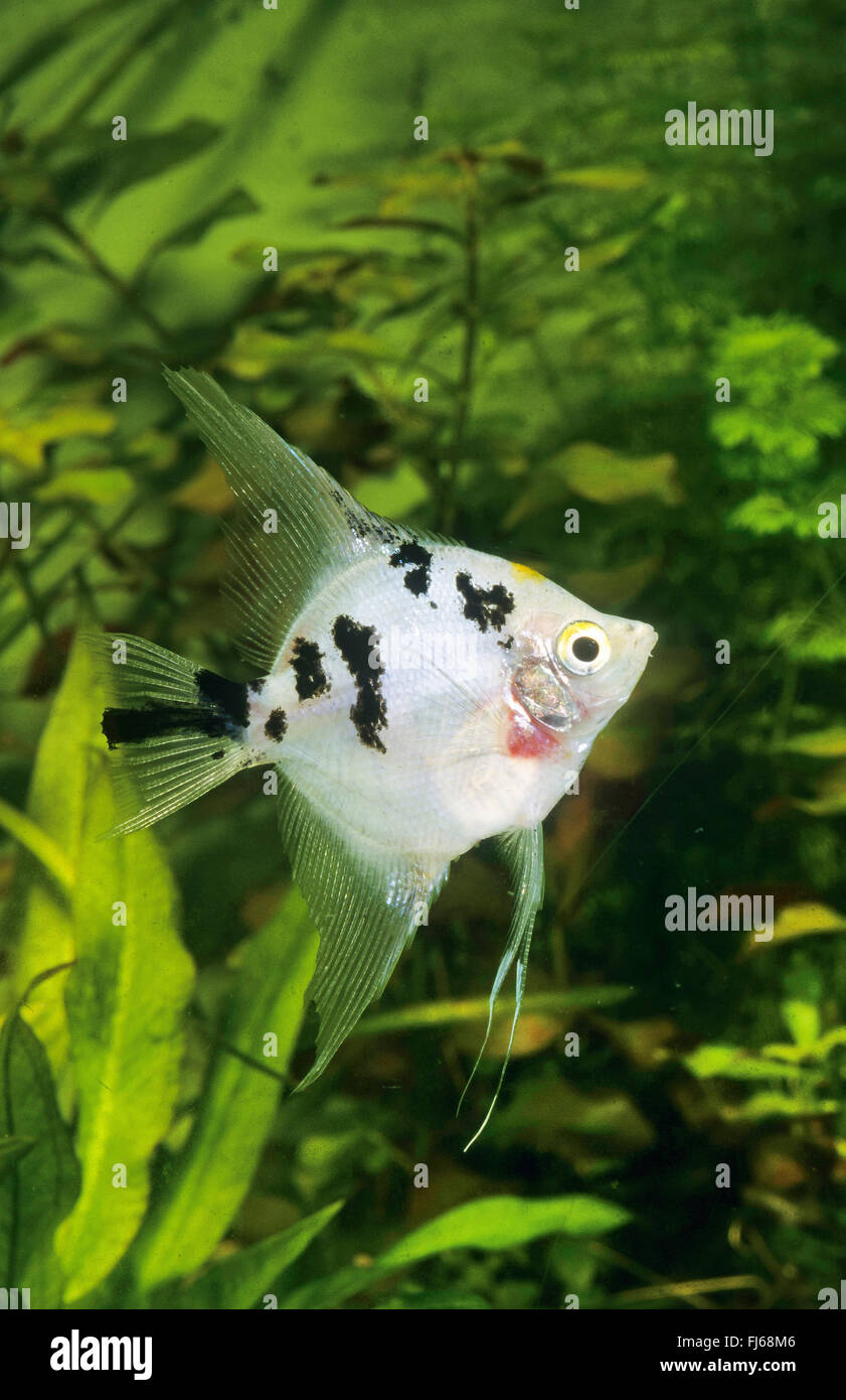 Freshwater angelfish, Longfin pesci angelo, nero angelfish, scalare (Pterophyllum scalare, Platax scalaris), razza Foto Stock