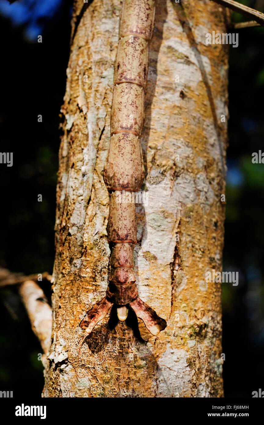 Bastone da passeggio (Phasmatidae, Phasmida), l'addome di un bastone da passeggio, vista da sopra, Nuova Caledonia, Ile des Pins Foto Stock