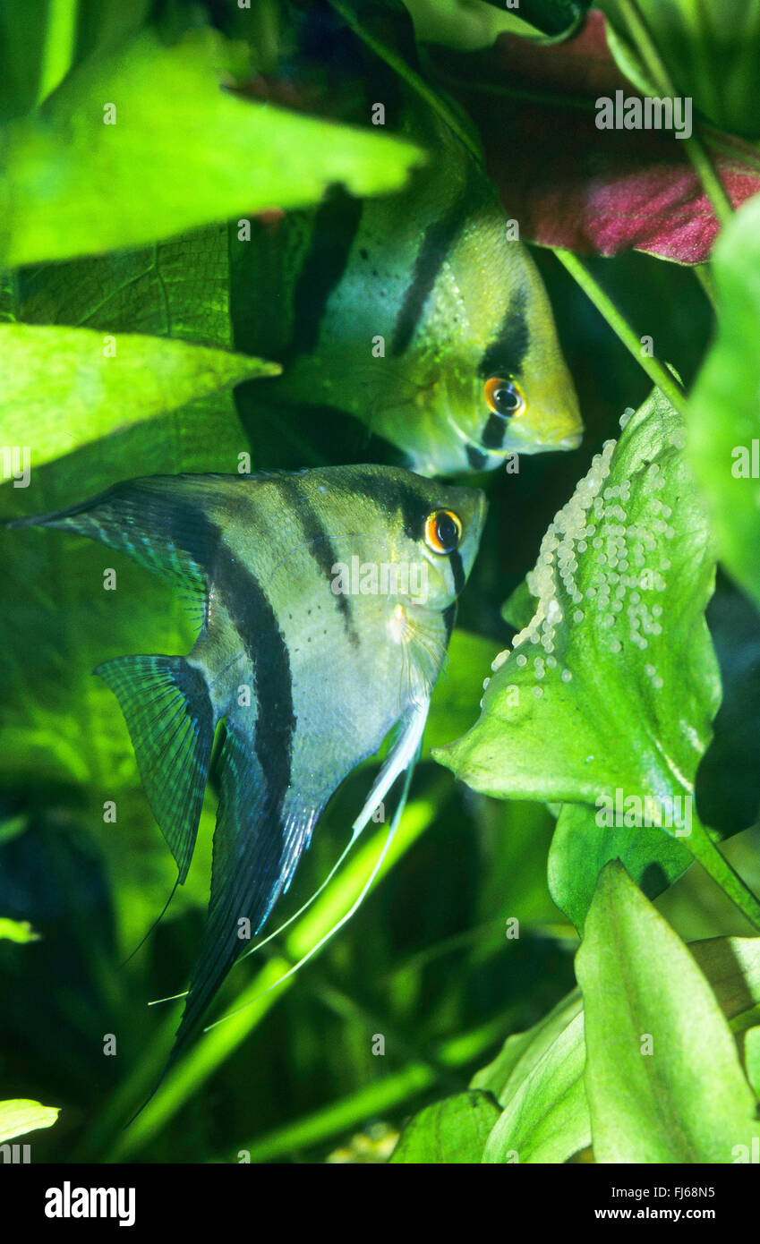 Freshwater angelfish, Longfin pesci angelo, nero angelfish, scalare (Pterophyllum scalare, Platax scalaris), con le uova su una foglia Foto Stock