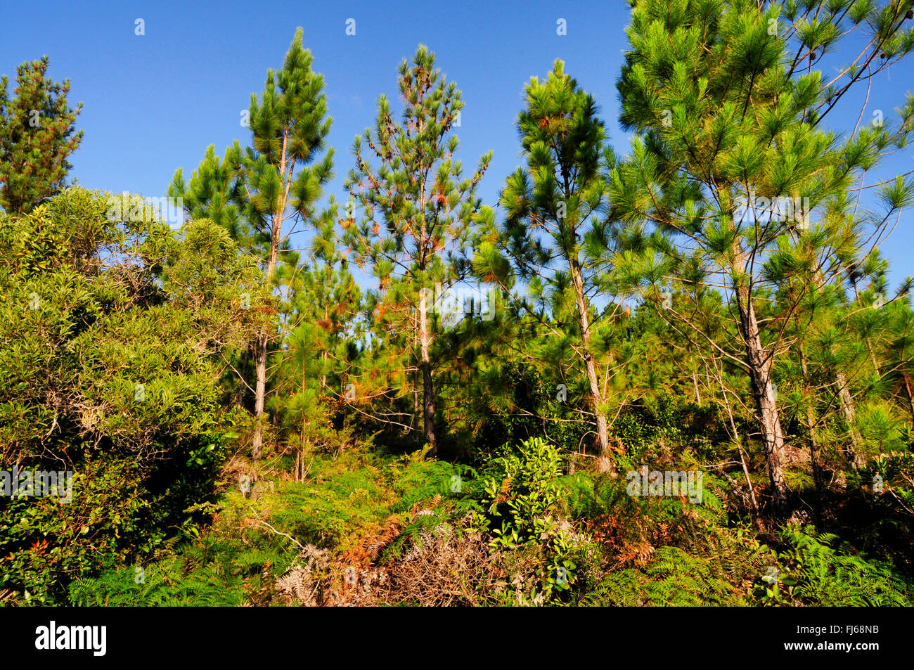 Pino (Pinus spec.), giovani pini isola dei Pini, Nuova Caledonia, Ile des Pins Foto Stock