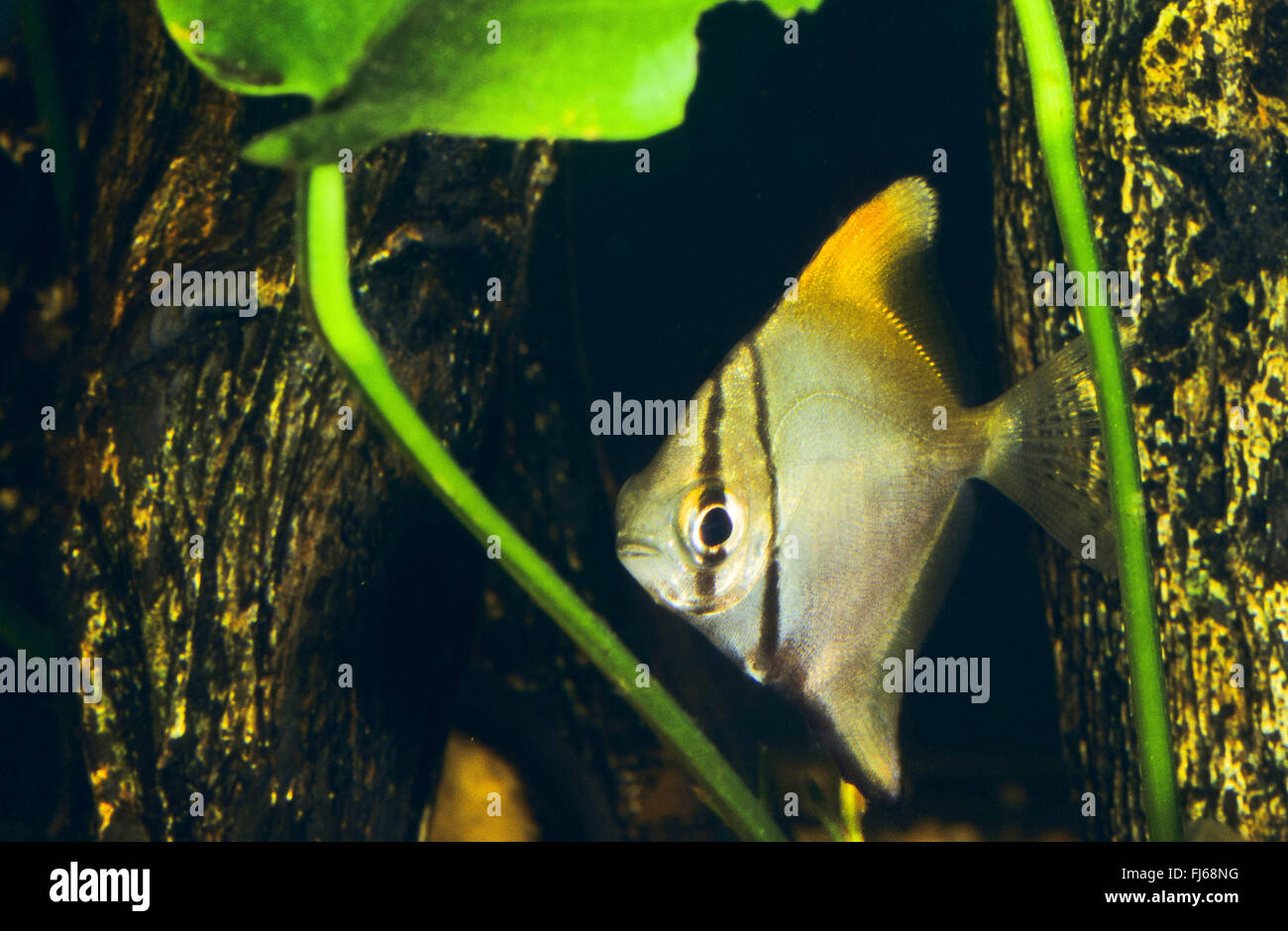 Argento mono, moonfish, Diamondfish, Fingerfish, Kilefish, burro-orate, argento moony (Monodactylus argenteus, Chaetodon argenteus, Acanthopodus argentus), nuoto Foto Stock