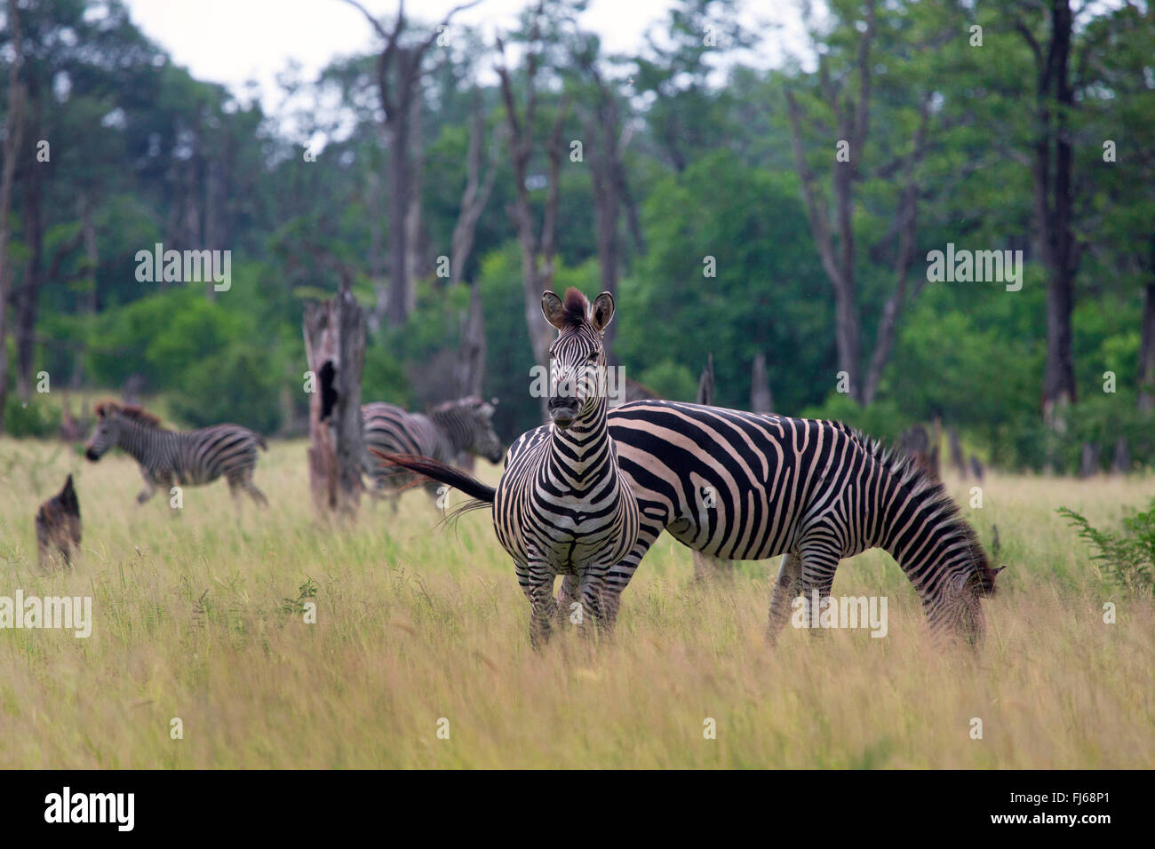 La Burchell zebra, zebra, comune zebra (Equus quagga burchelli, Equus burchelli), la mandria di zebre di pascolare su erba alta, Sud Africa Foto Stock