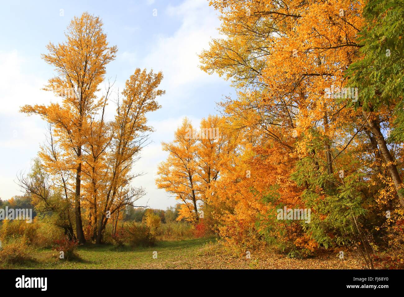 Aspen, Pioppo (Populus spec.), foodplain foresta in collezione autunno al fiume Reno, GERMANIA Baden-Wuerttemberg, Mannheim Foto Stock