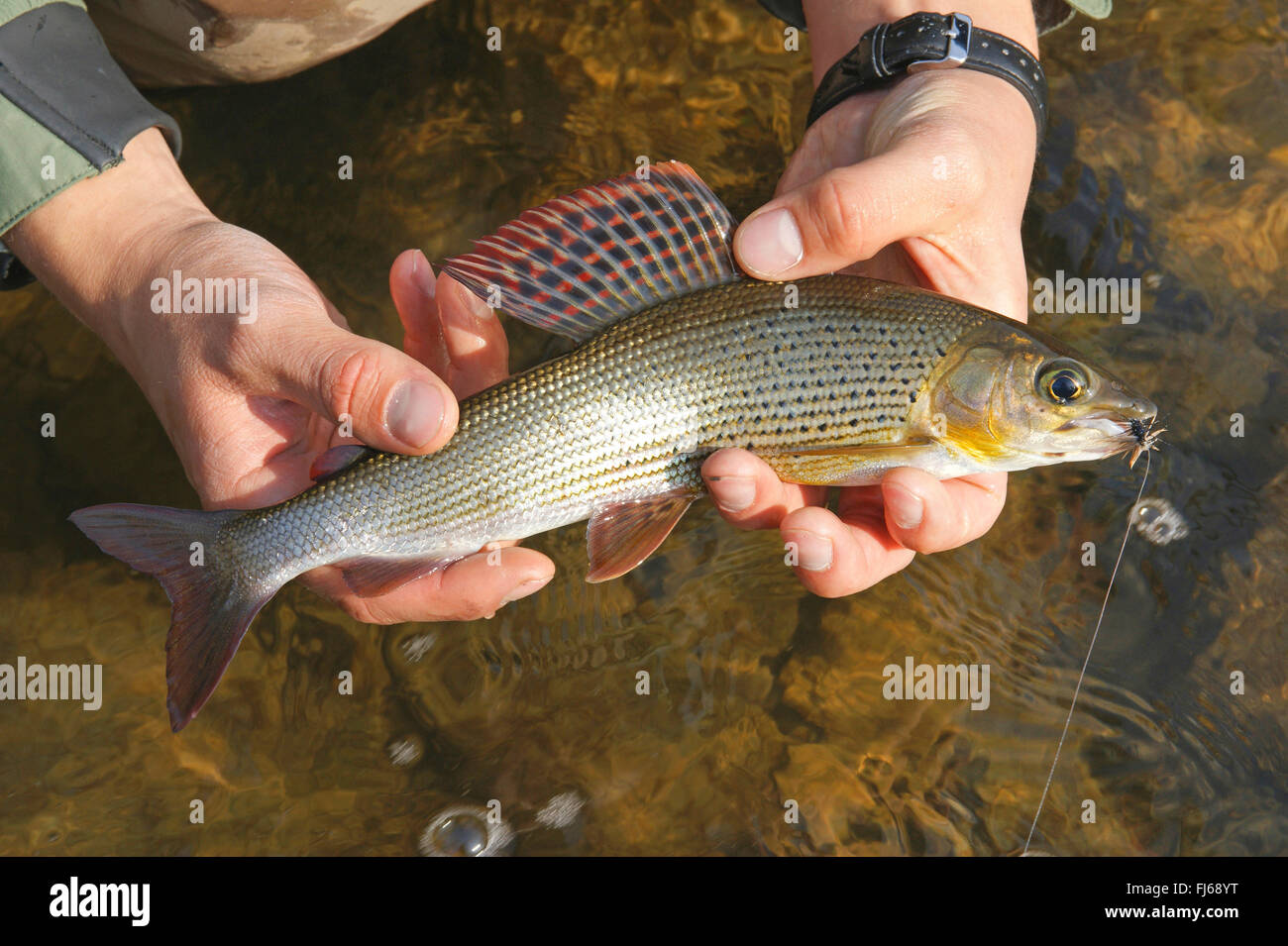 Temolo (Thymallus thymallus), catturati temolo nelle mani di un pescatore, Germania, Baden-Wuerttenberg Foto Stock