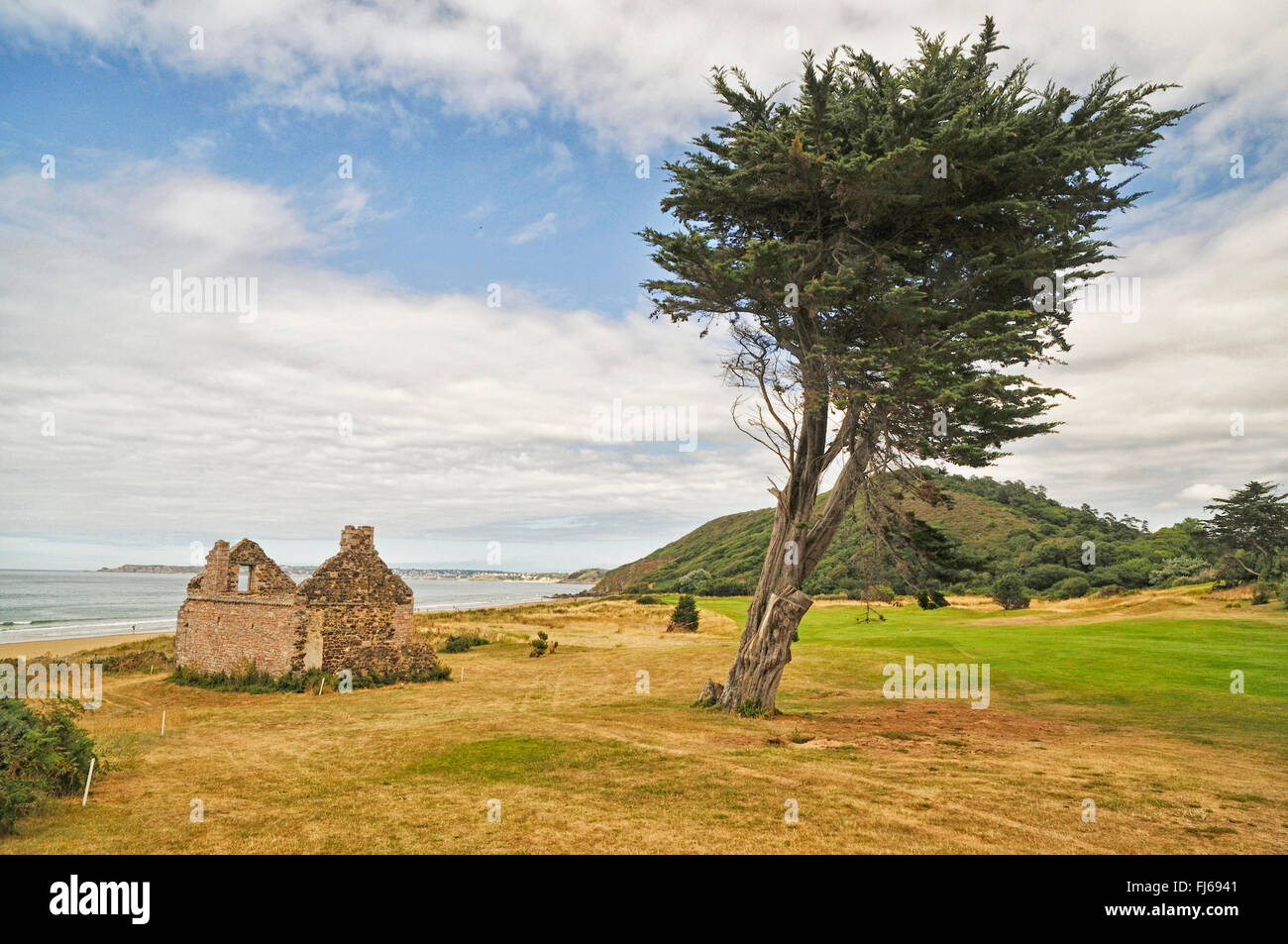 Il cipresso (Cupressus spec.), vecchio rudere e singolo albero sul campo da golf vicino alla spiaggia, Francia Bretagna, Dpartement CTE-dArmor, Plneuf-Val-er Foto Stock