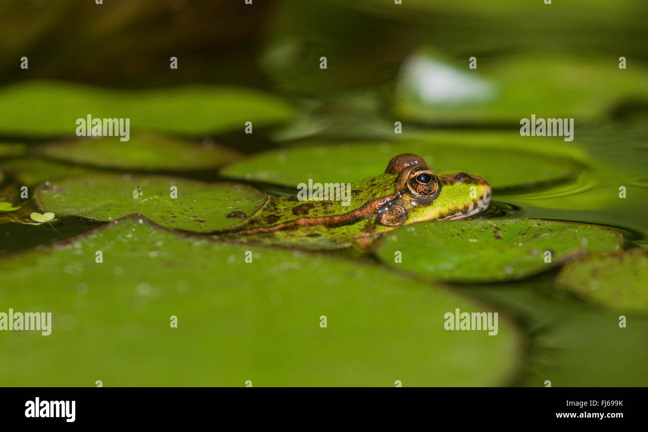 Unione rana verde, comune rana verde (Rana kl. esculenta, Rana esculenta, Pelophylax esculentus), mimetizzati tra ninfee, in Germania, in Baviera, Isental Foto Stock