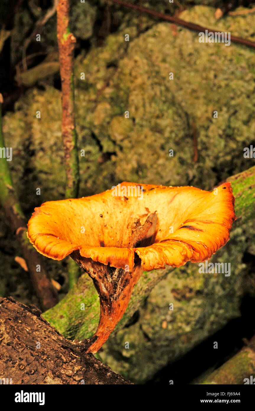 Staffa fungo in Nuova Caledonia, Nuova Caledonia, Ile des Pins Foto Stock
