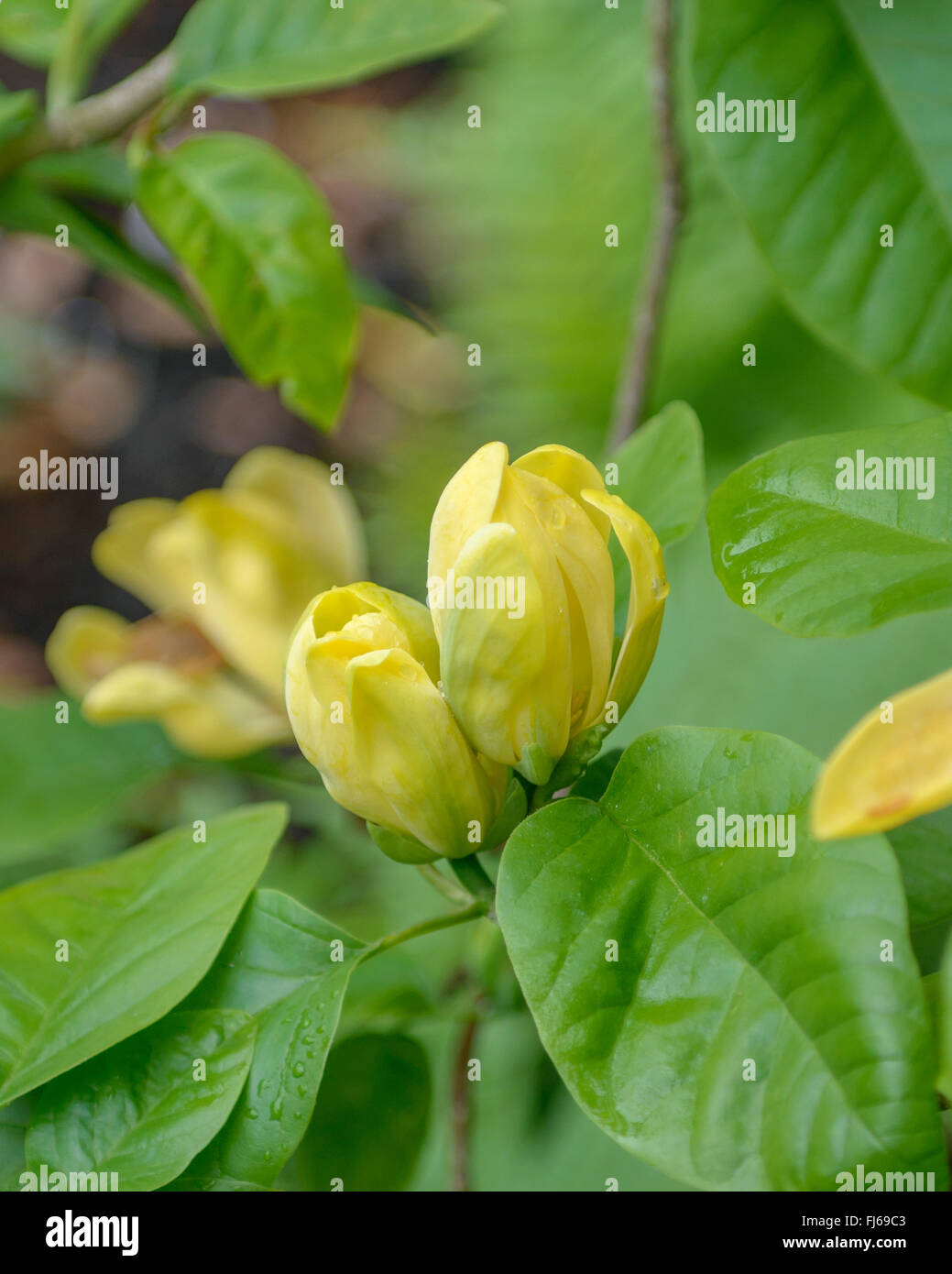 Magnolia, cetriolo (albero di Magnolia acuminati 'Moegi Dori', Magnolia acuminati Moegi Dori), flowerd della cultivar Moegi Dori Foto Stock