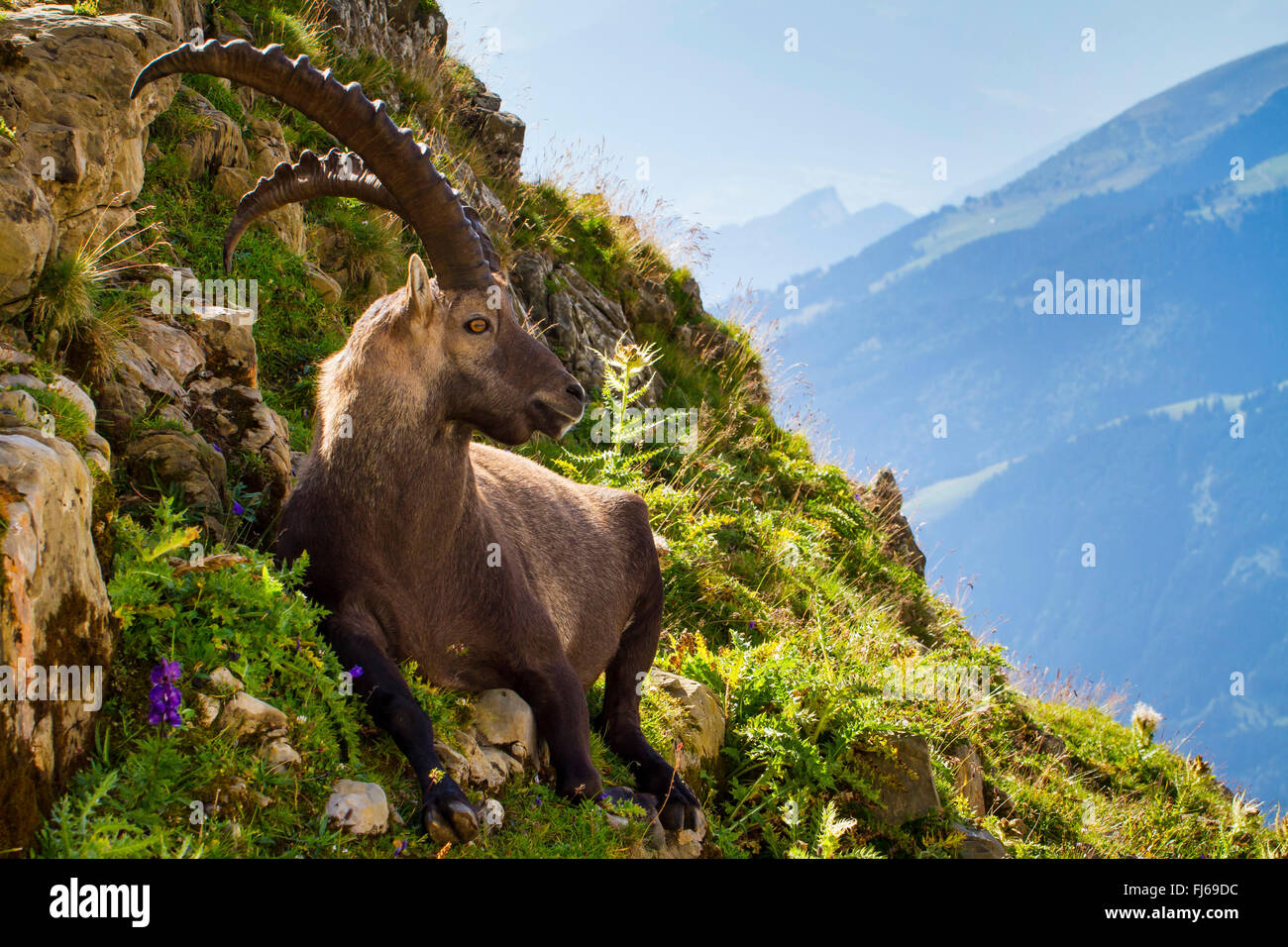 Stambecco delle Alpi (Capra ibex, Capra ibex ibex), si appoggia su un pendio, Svizzera, Alpstein, Saentis Foto Stock