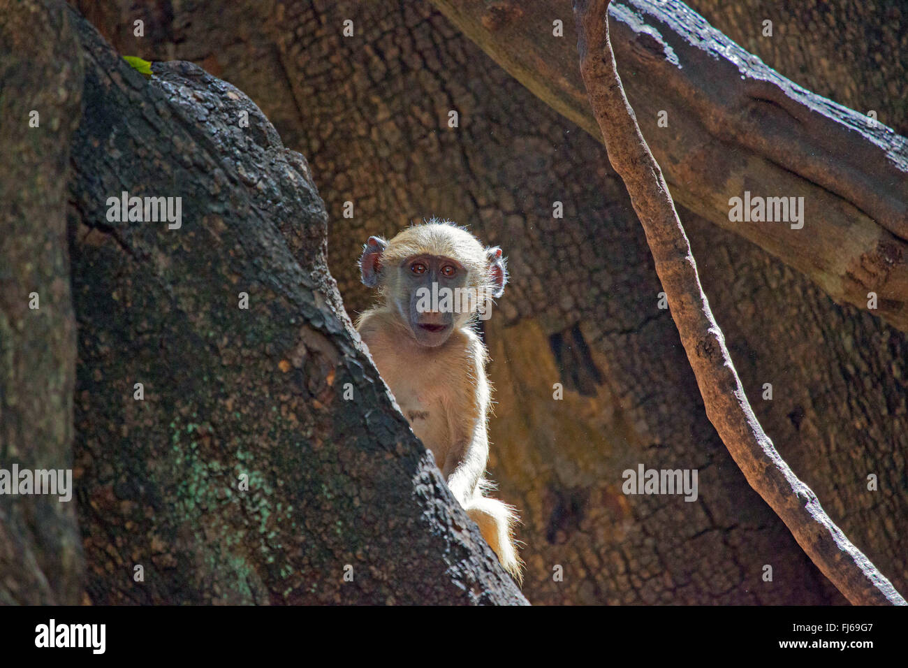 Chacma babbuino, anubius babbuino, oliva babbuino (Papio ursinus, Papio cynocephalus ursinus), sul tronco di un albero vicino a Victoria Falls, Zambia Foto Stock