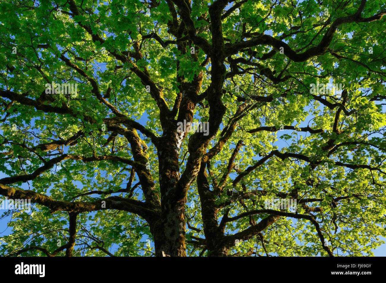 Acero di monte, grande Acero (Acer pseudoplatanus), visualizza in cima alla pianta, Svizzera Foto Stock