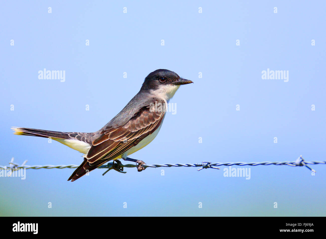 Kingbird orientale (Tyrannus tyrannus), si siede su un filo spinato, STATI UNITI D'AMERICA, Florida, Myakka City, Myakka Parco Nazionale Foto Stock