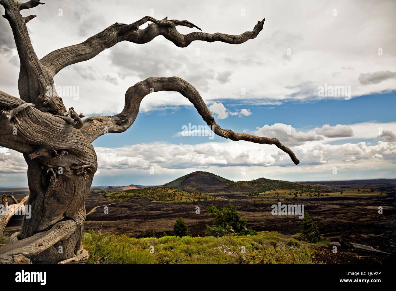 IDAHO - Root da albero caduto vicino al vertice del cono di Inferno con rotte Top a distanza; il cratere della luna monumento nazionale. Foto Stock