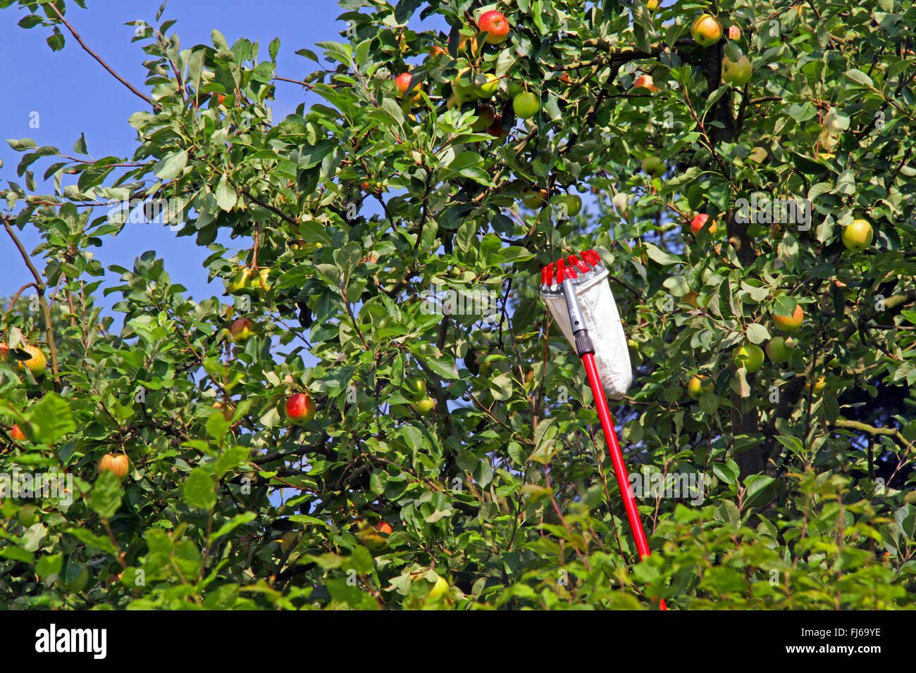 Apple tree (malus domestica), raccoglitrice di frutta di un albero di mele con mele mature, Germania Foto Stock