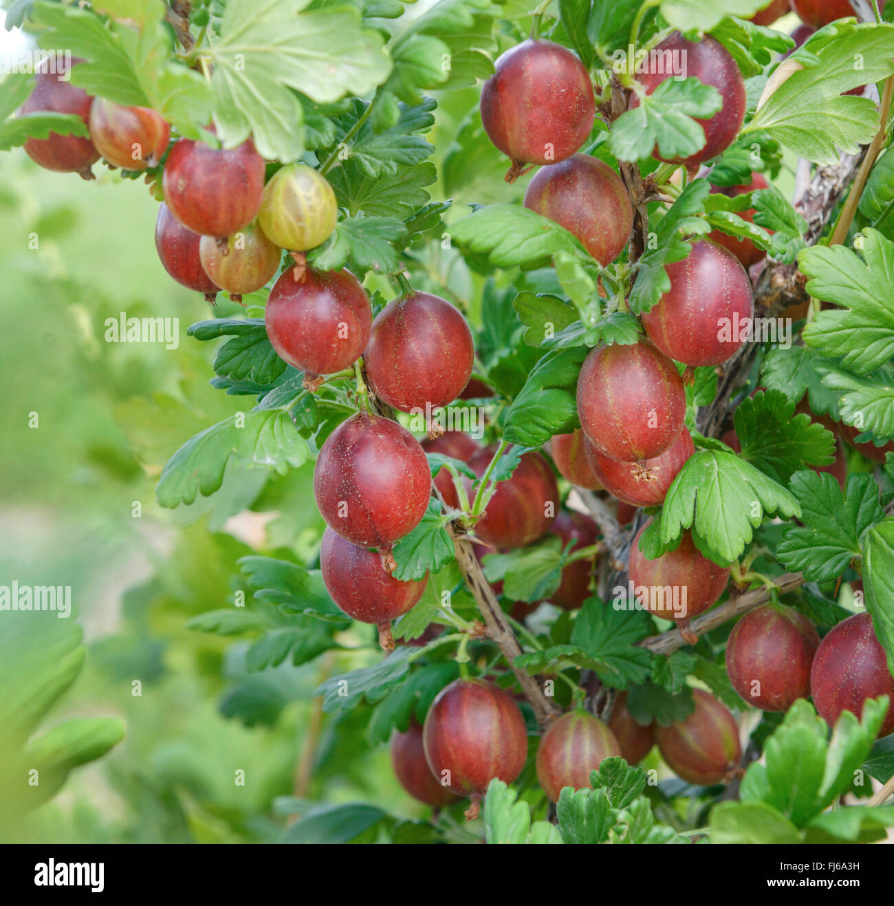 Wild uva, uva spina europea (Ribes uva-crispa 'Redeva', Ribes uva-crispa Redeva), cultivar Redeva Foto Stock