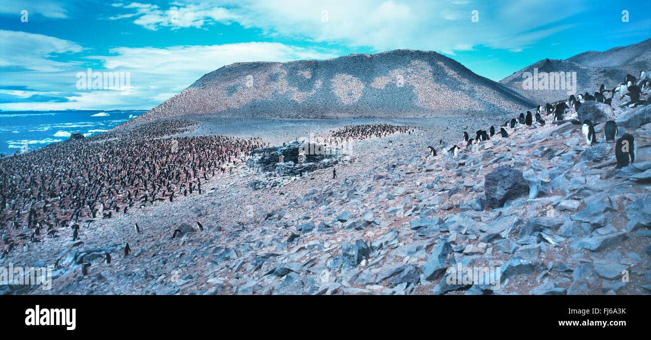 Adelie penguin (Pygoscelis adeliae), colonia di pinguini sulla costa rocciosa, Antartide Foto Stock