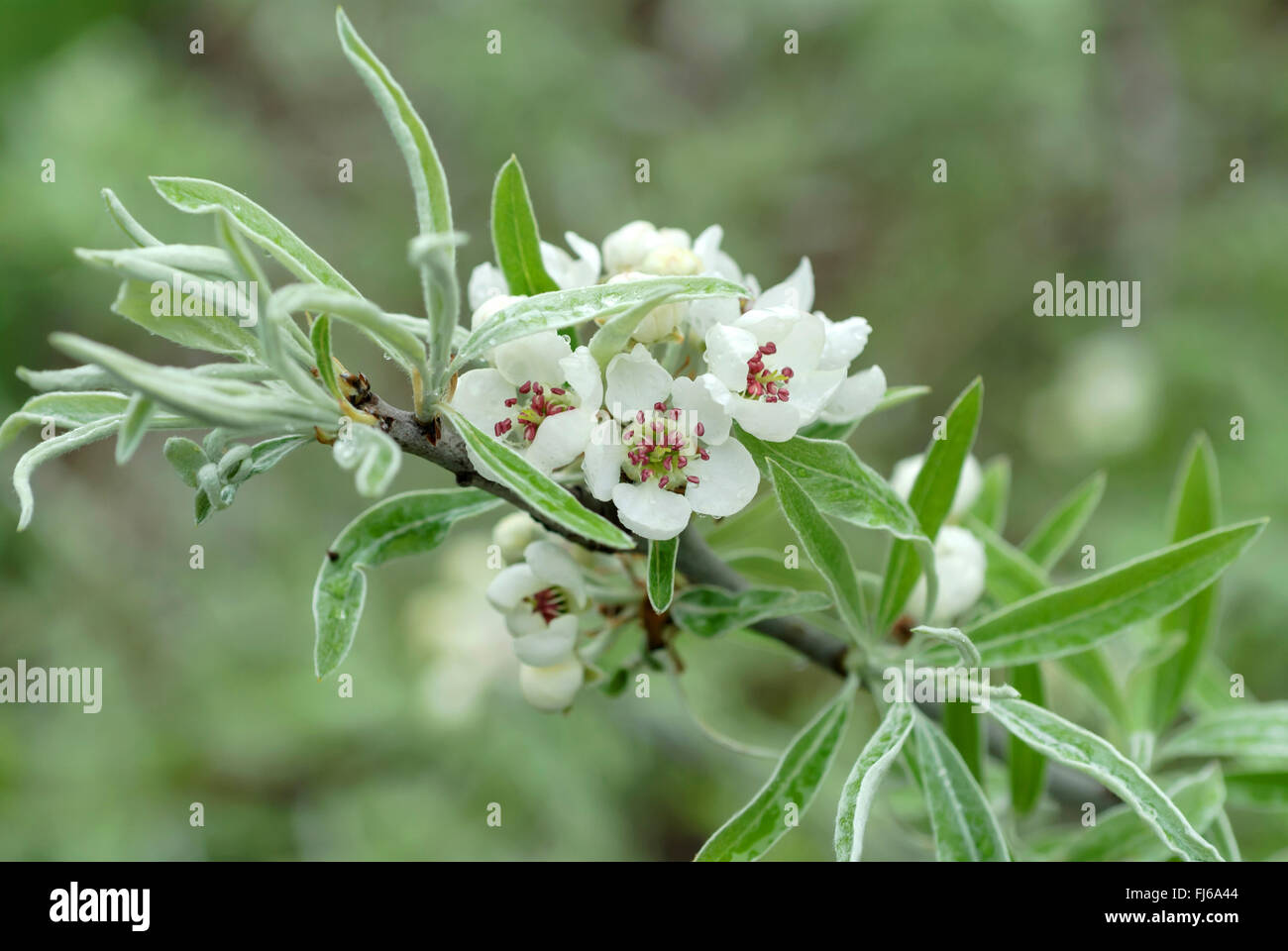 Willow-lasciato pera, Willow lasciarono pera, Willowleaf Pera, piangendo pera (Pyrus salicifolia), filiale di fioritura, Germania, Sassonia Foto Stock