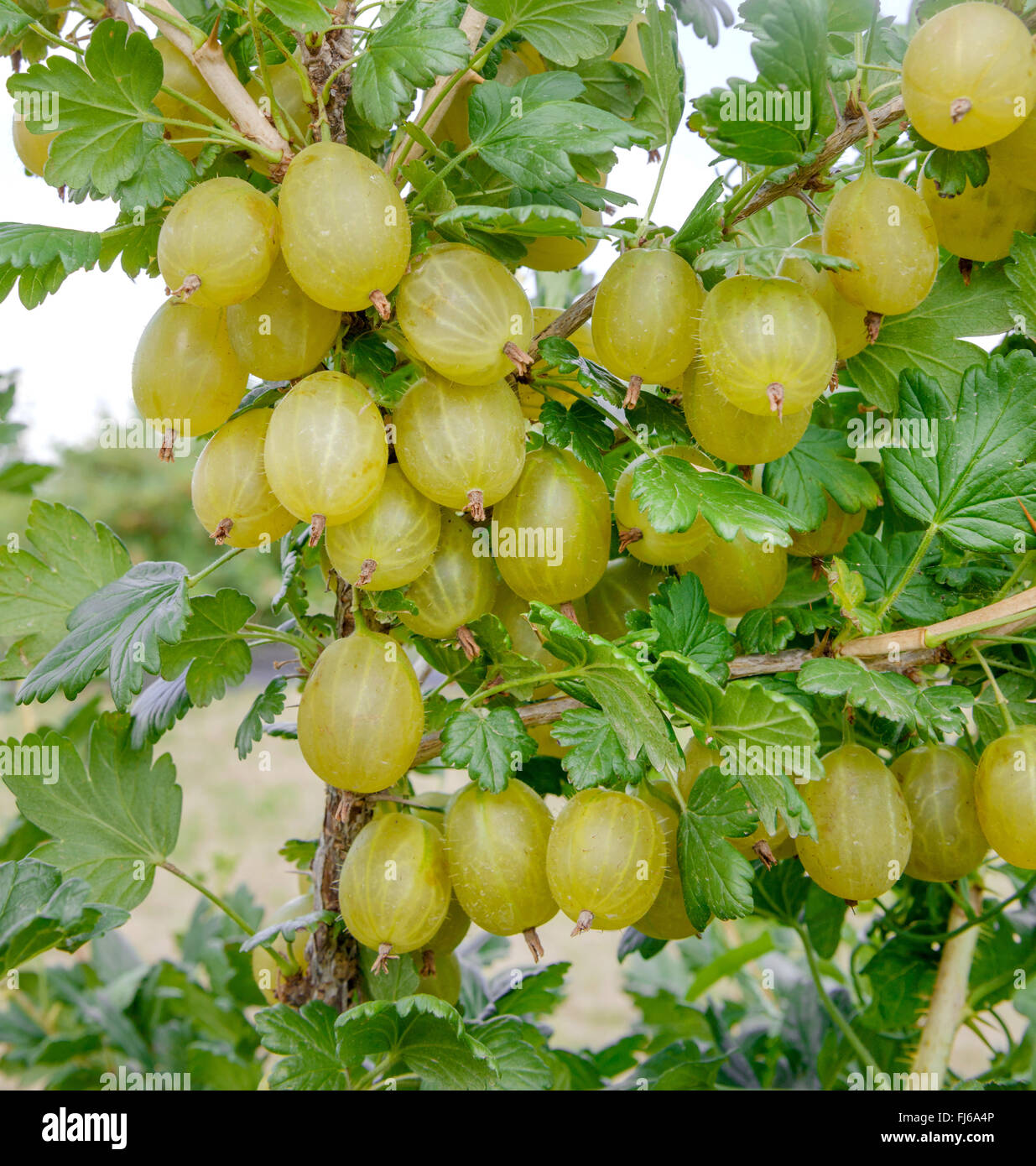 MirtiIIo VERDE-ribes uva crispa