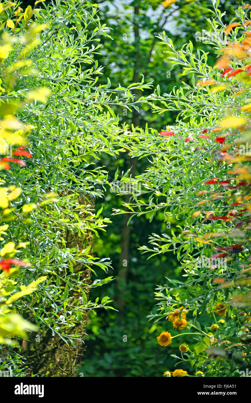 Willow-lasciato pera, Willow lasciarono pera, Willowleaf Pera, piangendo pera (Pyrus salicifolia), come hedge, Paesi Bassi Foto Stock