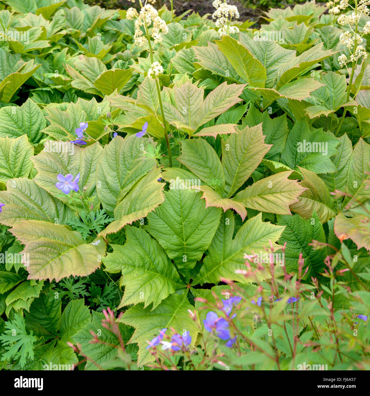 (Rodgersia podophylla Rodgersia), fioritura, Regno Unito Inghilterra Foto Stock