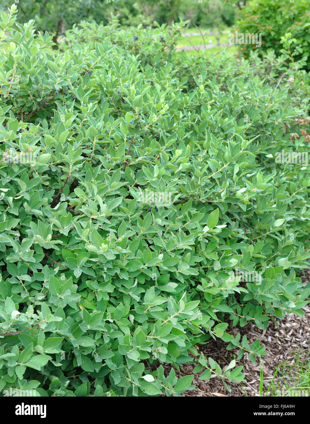 Blu-caprifoglio a bacca, bluefly caprifoglio, caprifoglio sweetberry (Lonicera caerulea 'Blue Velvet", Lonicera caerulea velluto blu), cultivar di velluto blu, Germania Foto Stock