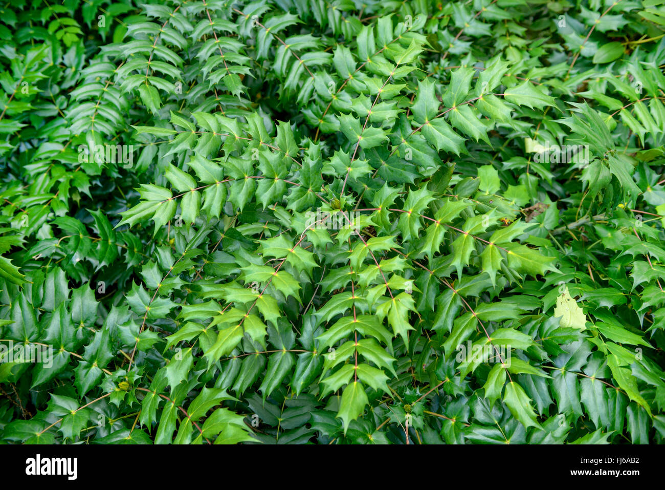 Giapponese (Mahonia Mahonia japonica), foglie, in Germania, in Renania settentrionale-Vestfalia Foto Stock