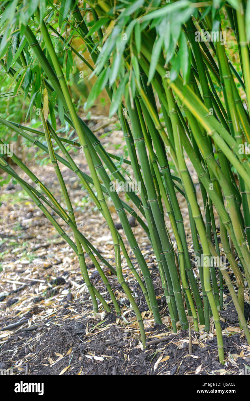 Bamboo (Phyllostachys aureosulcata), Regno Unito Foto Stock