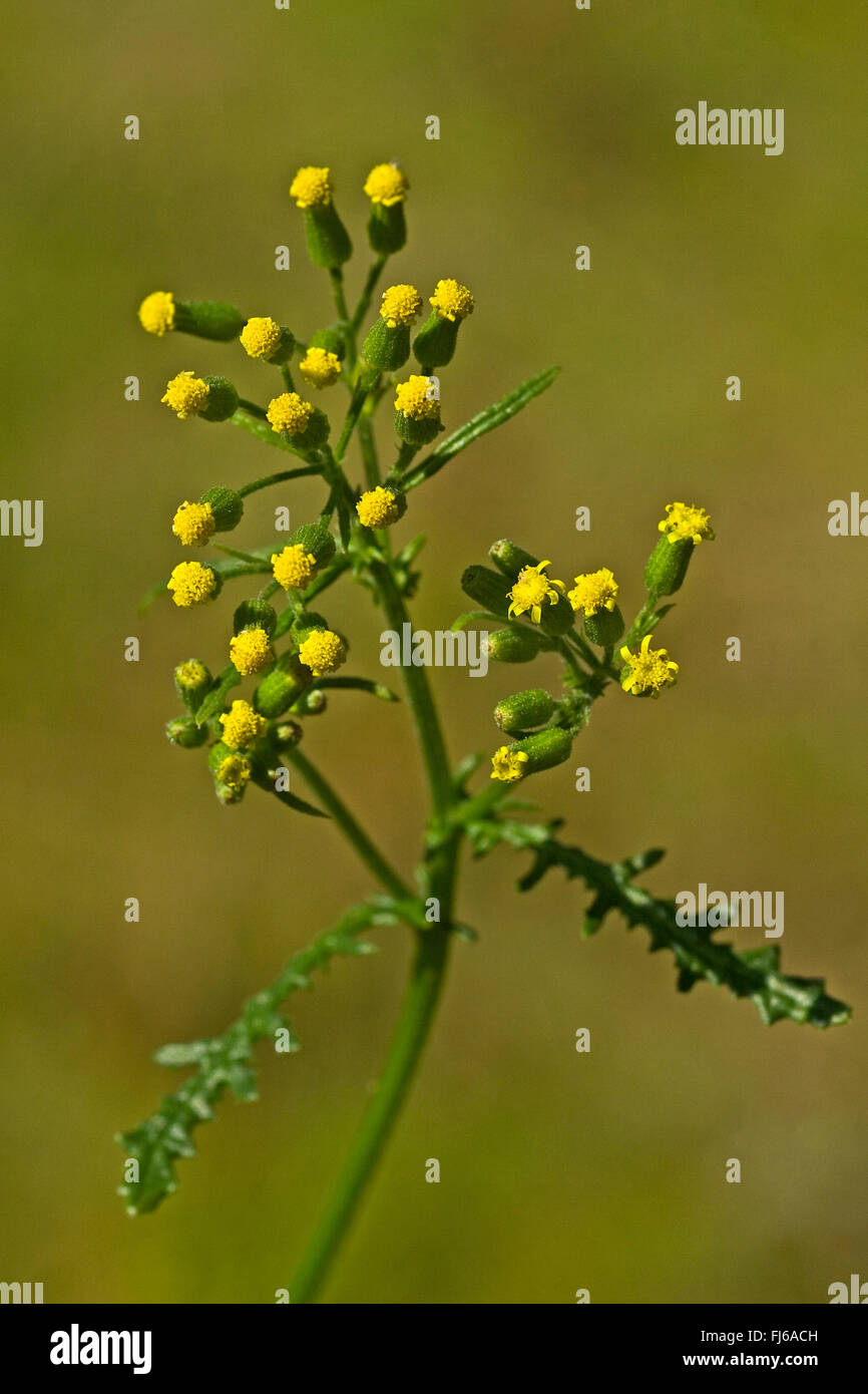 Common groundsel, old-man-in-the-molla (Senecio vulgaris), fioritura, Germania Foto Stock