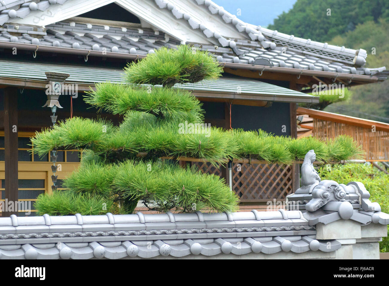 Nero giapponese pine (Pinus thunbergii), di fronte a una casa, Giappone, Honshu, Super Rindo Forststrasse, Nara Foto Stock