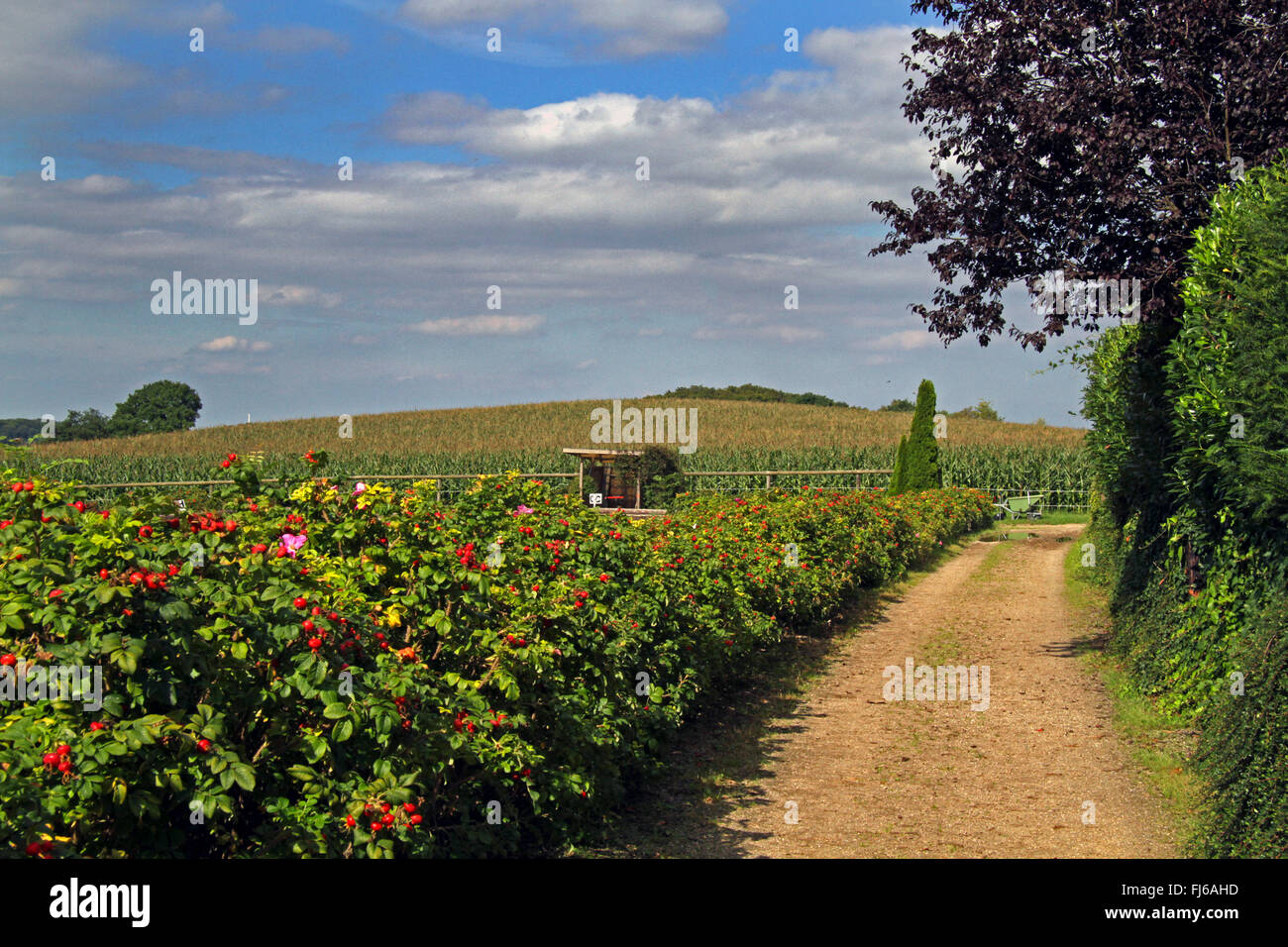 Rosa rugosa, Giapponese rosa (Rosa rugosa), cespugli di rose accanto al campo Percorso, in Germania, in Renania settentrionale-Vestfalia Foto Stock