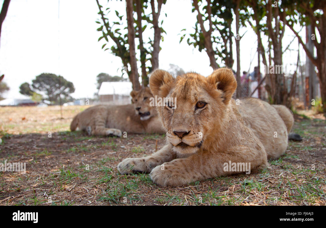 Lion (Panthera leo), due lion cubs giacente in ombra sul terreno, Sud Africa Foto Stock