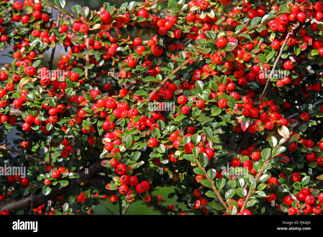 Rock cotoneaster (Cotoneaster horizontalis), con frutti rossi Foto Stock