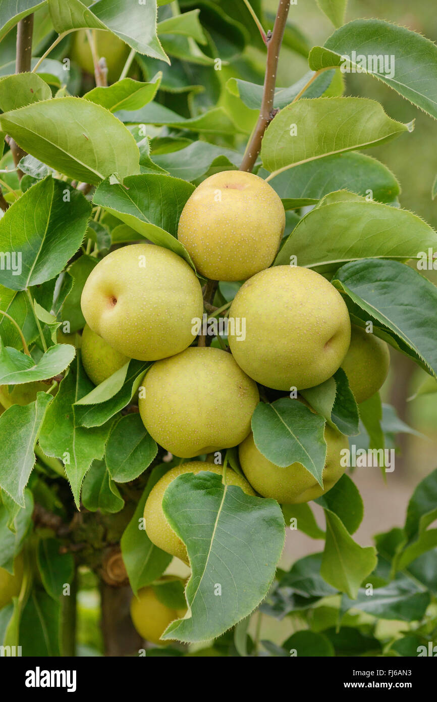 Asien pera (Pyrus pyrifolia 'Un Ben pera', Pyrus pyrifolia un Ben pera), peras su un albero, cultivar un Ben Pera, Germania Foto Stock
