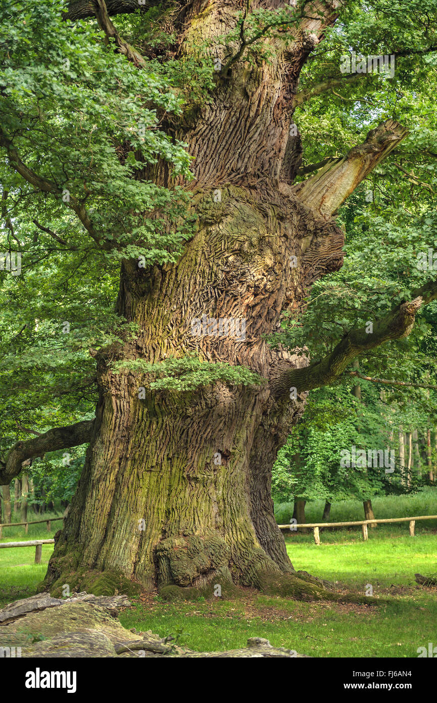 Comune di Quercia farnia, farnia (Quercus robur), Ivenacker oak, Germania, Meclemburgo-Pomerania, Ivenacker Eichen Foto Stock