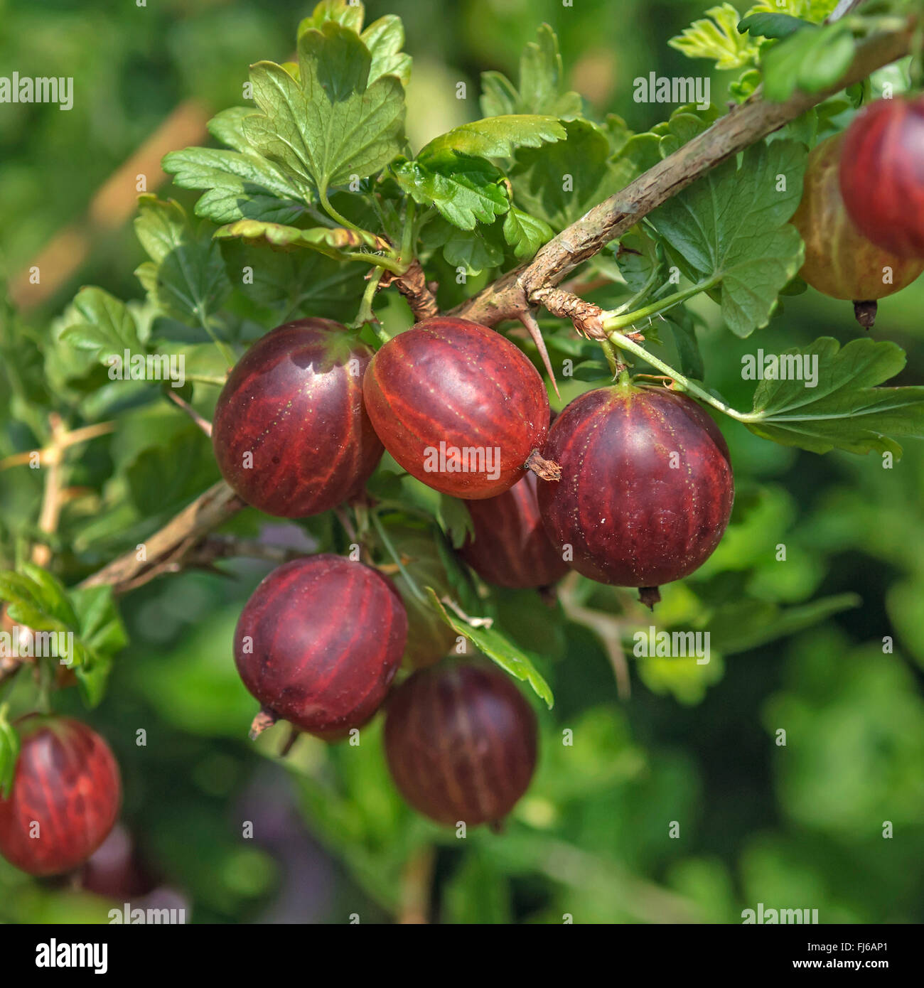 Wild uva, uva spina europea (Ribes uva-crispa 'Remarka', Ribes uva-crispa Remarka), cultivar Remarka Foto Stock