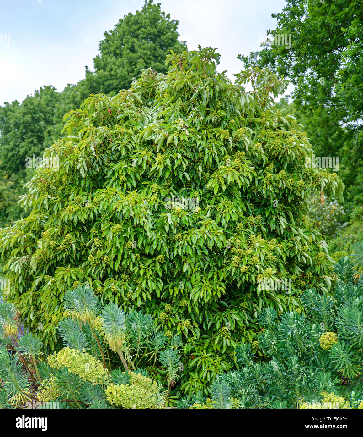 Yama-Gumura (Trochodendron aralioides), albero singolo, Regno Unito Inghilterra Foto Stock